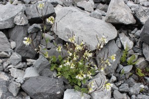 arabis alpina (1200 x 800)